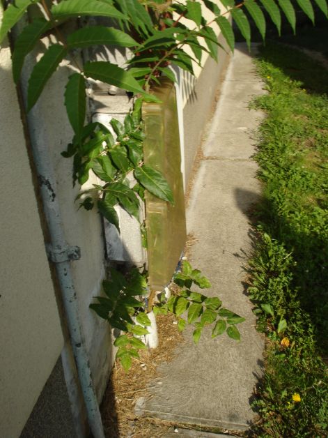 dsc07941.jpg